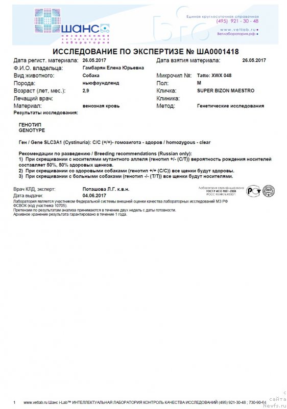 Фото: ньюфаундленд Super Bizon Maestro (Супер Бизон Маэстро)