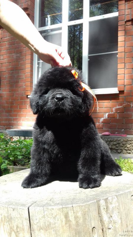 Фото: ньюфаундленд Super Premium Elegans (Супер Премиум Элеганс)