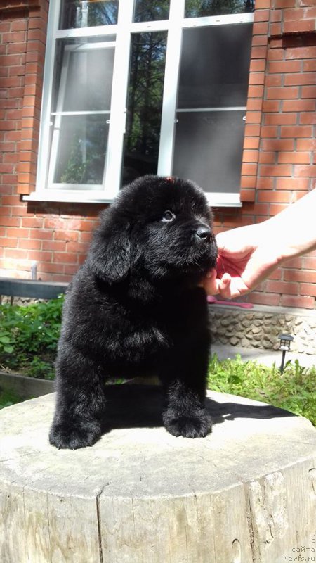 Фото: ньюфаундленд Super Premium Elegans (Супер Премиум Элеганс)