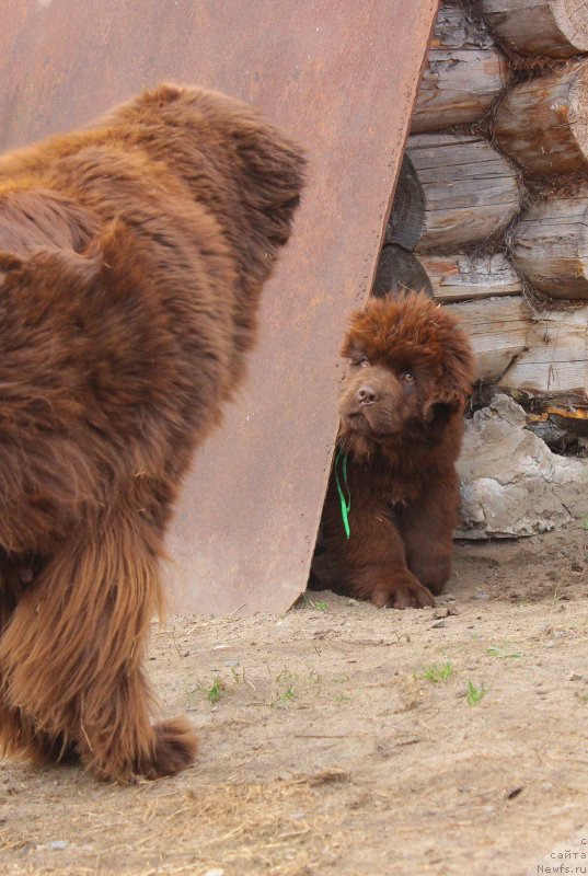 Фото: ньюфаундленд Braunblad MSK Djoy Orson (Браунблад МСК Джой Орсон)