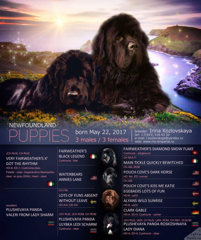 Фото: ньюфаундленд Plushevaya Panda Valeri from Lady Sharm (Плюшевая Панда Валери от Леди Шарм)