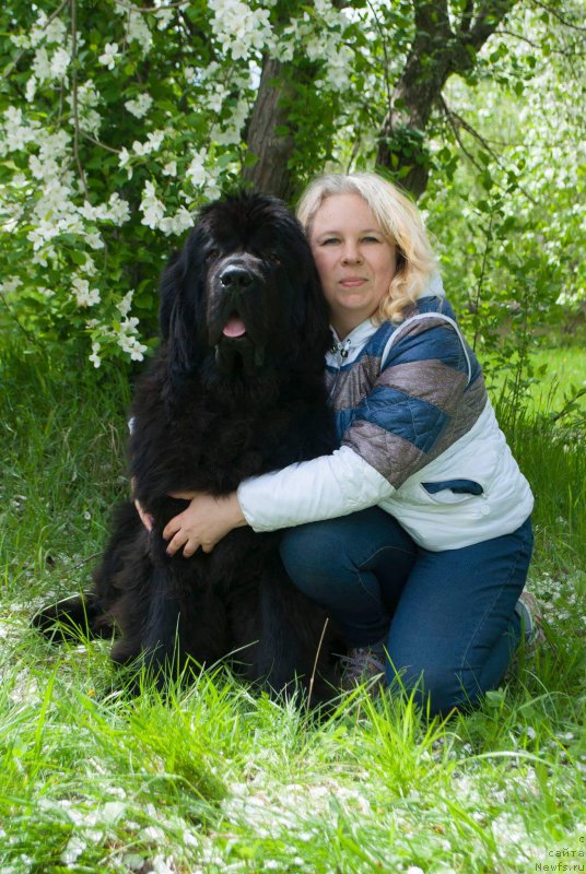 Фото: ньюфаундленд Super Premium Zurich for Keeper Soul (Супер Премиум Цюрих для Кипер Соул), Elena Zaborova (Brehina) (Елена Заборова (Брехина))