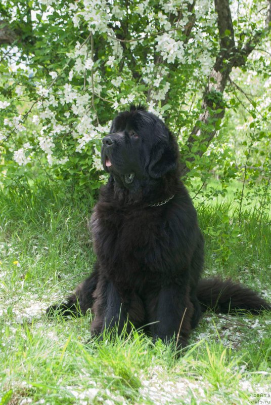 Фото: ньюфаундленд Super Premium Zurich for Keeper Soul (Супер Премиум Цюрих для Кипер Соул)