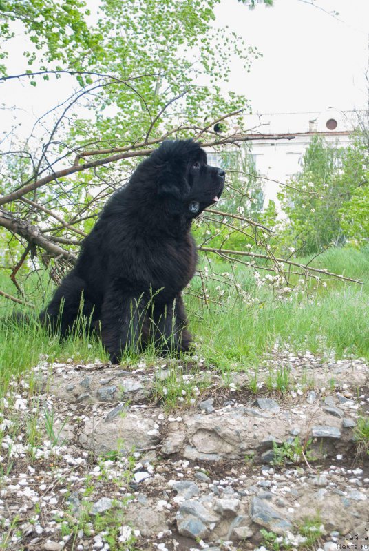 Фото: ньюфаундленд Super Premium Zurich for Keeper Soul (Супер Премиум Цюрих для Кипер Соул)