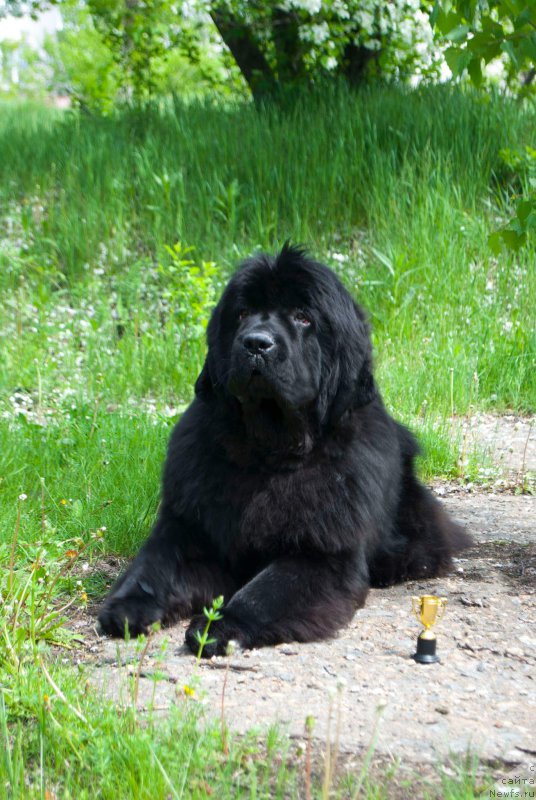 Фото: ньюфаундленд Super Premium Zurich for Keeper Soul (Супер Премиум Цюрих для Кипер Соул)