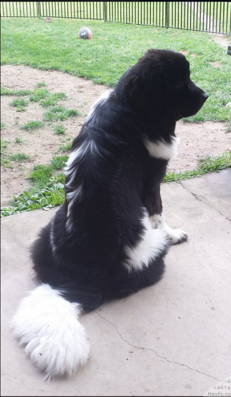 Фото: ньюфаундленд Vandjelis YEvrika Brilliant Pomor'ya (Ванджелис Эврика Бриллиант Поморья)