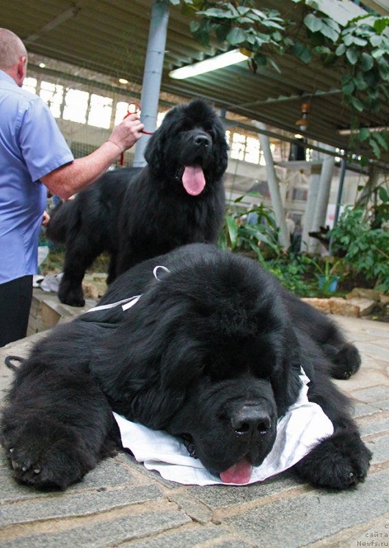 Фото: ньюфаундленд Obush SHed Vil'gel'm Til' (Обуш Шед Вильгельм Тиль), ньюфаундленд Super Bizon O La La (Супер Бизон О Ла Ла)