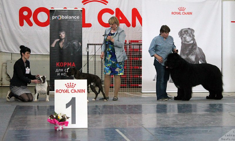 Фото: ньюфаундленд Obush SHed Vil'gel'm Til' (Обуш Шед Вильгельм Тиль)