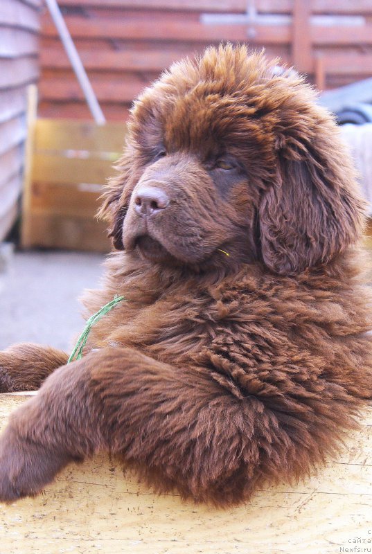 Фото: ньюфаундленд Brownblood MSK Drimi Ein (Браунблад МСК Дрими Эйн)