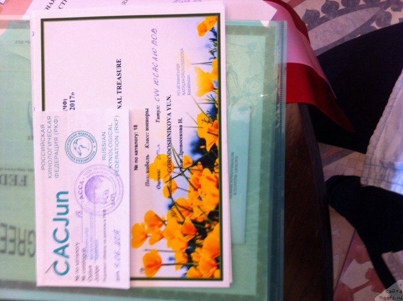 Фото: ньюфаундленд Waterton-Lakes Bear National Treasure (Уотертон-Лейкс Беар Нейшнл Треже)