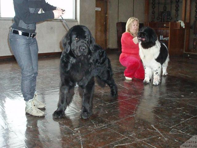 Фото: ньюфаундленд Mag Ispolin Kopperfil'd (Маг Исполин Копперфильд), Aleksandra Kanunnikova (Александра Канунникова), ньюфаундленд Vesnushka na Shastie (Веснушка на Счастье), Elena Zaborova (Brehina) (Елена Заборова (Брехина))