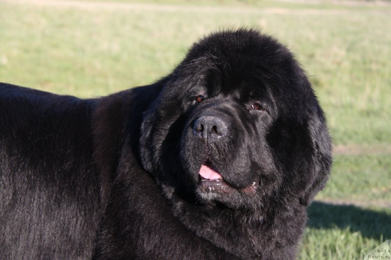 Фото: ньюфаундленд Akvian Song Lavatera (Аквиан Сонг Лаватера)