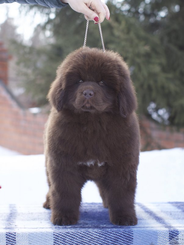 Фото: ньюфаундленд Aquatoriya Kelvin Kongenial Amber Dancing Moon (Акватория Келвин Конгениал Амбер Дансинг Мун)