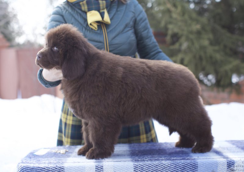 Фото: ньюфаундленд Aquatoriya Kelvin Kongenial Amber Dancing Moon (Акватория Келвин Конгениал Амбер Дансинг Мун)