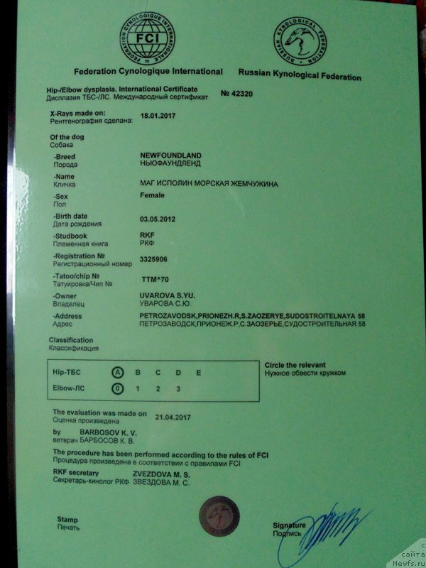 Фото: ньюфаундленд Mag Ispolin Morskaya Jemchujina (Маг Исполин Морская Жемчужина)