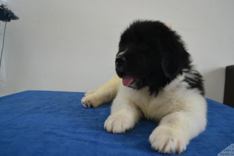 Фотография № 225771