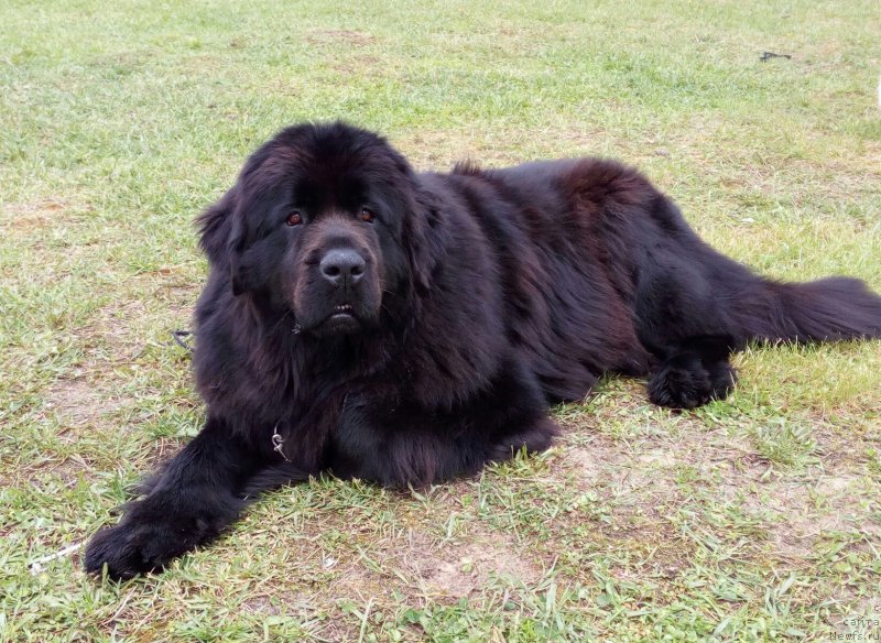 Фото: ньюфаундленд Rumba Sil'viya Bel Vyestro (Румба Сильвия Бел Вэстро)