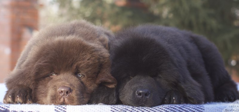 Фото: Aquatoriya Kelvin Code of Red 
Aquatoriya Kelvin Kodiak