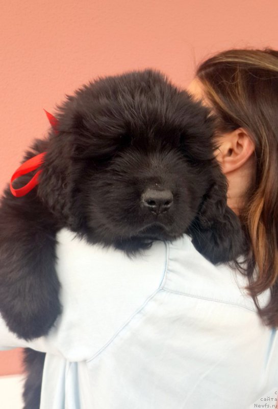 Фото: ньюфаундленд Dipre Dajna (Дипре Дайна)