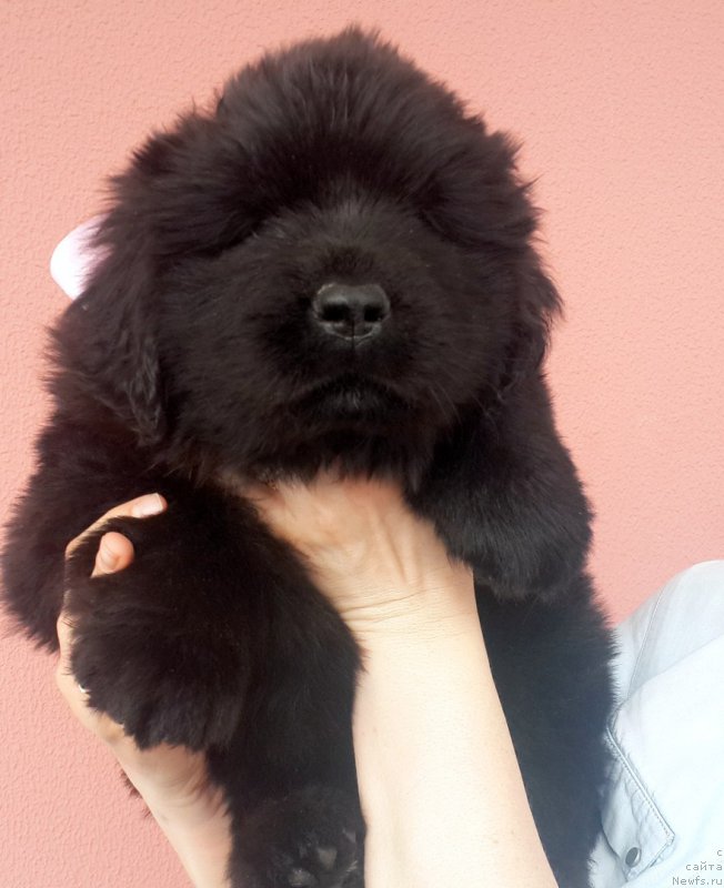 Фото: ньюфаундленд Dlya Al'fyi Daroksovaya (Для Альфы Дароксовая)