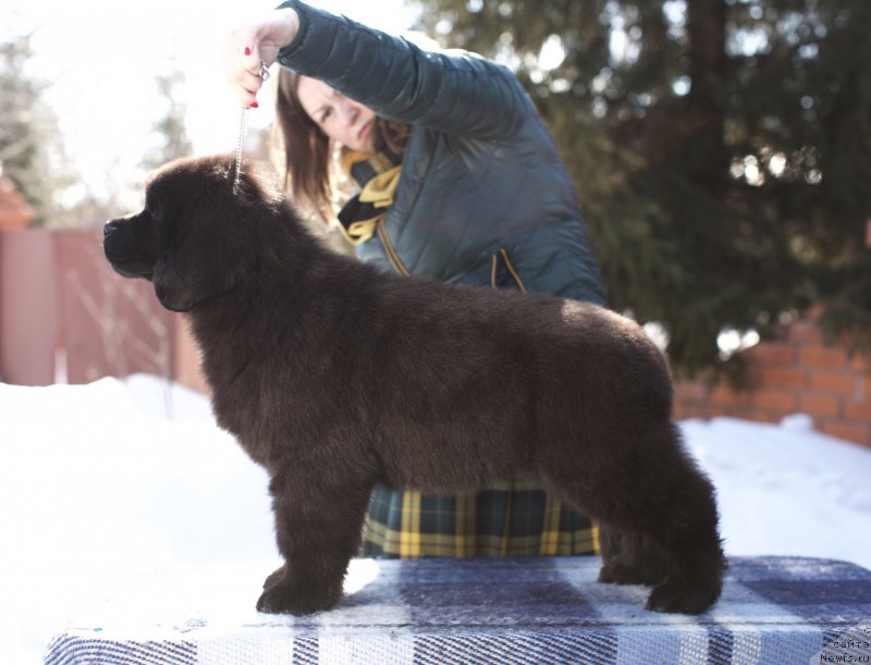 Фото: ньюфаундленд Akvatoriya Kelvin Komandor (Акватория Келвин Командор), 2 месяца