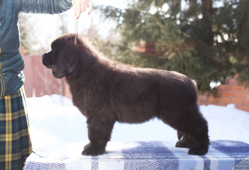 Фото: ньюфаундленд Akvatoriya Kelvin Komandor (Акватория Келвин Командор), 2 месяца