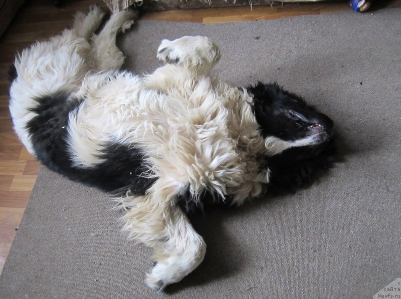 Фото: ньюфаундленд Vodogray ot Karel'skih Medvedey (Водограй от Карельских Медведей)