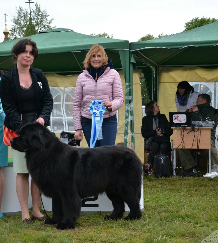 Фото: ньюфаундленд Rumba Sil'viya Bel Vyestro (Румба Сильвия Бел Вэстро), Lyudmila Okomelkova (Людмила Окомелкова)