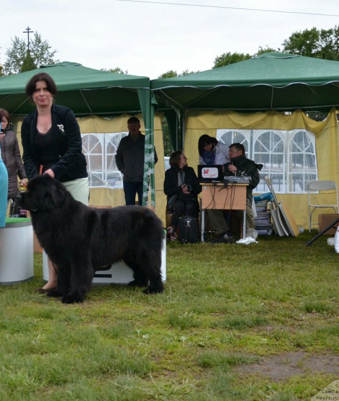 Фото: ньюфаундленд Rumba Sil'viya Bel Vyestro (Румба Сильвия Бел Вэстро)