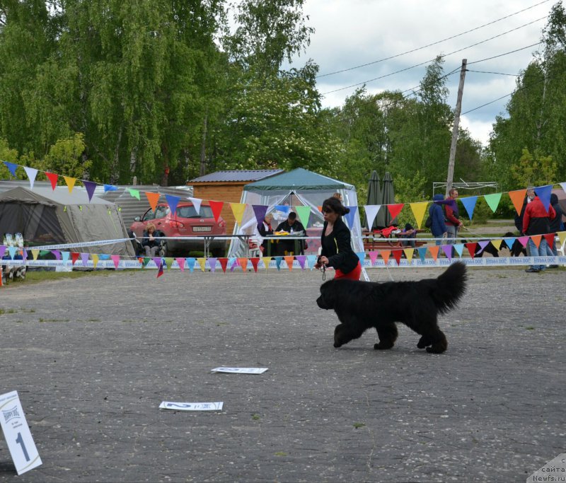 Фото: ньюфаундленд Naslednik Perseya YEklips (Наследник Персея Эклипс)