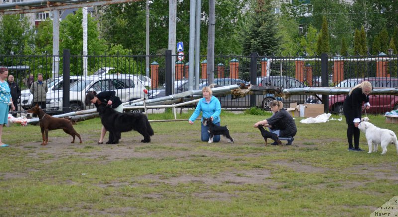 Фото: ньюфаундленд Rumba Sil'viya Bel Vyestro (Румба Сильвия Бел Вэстро)