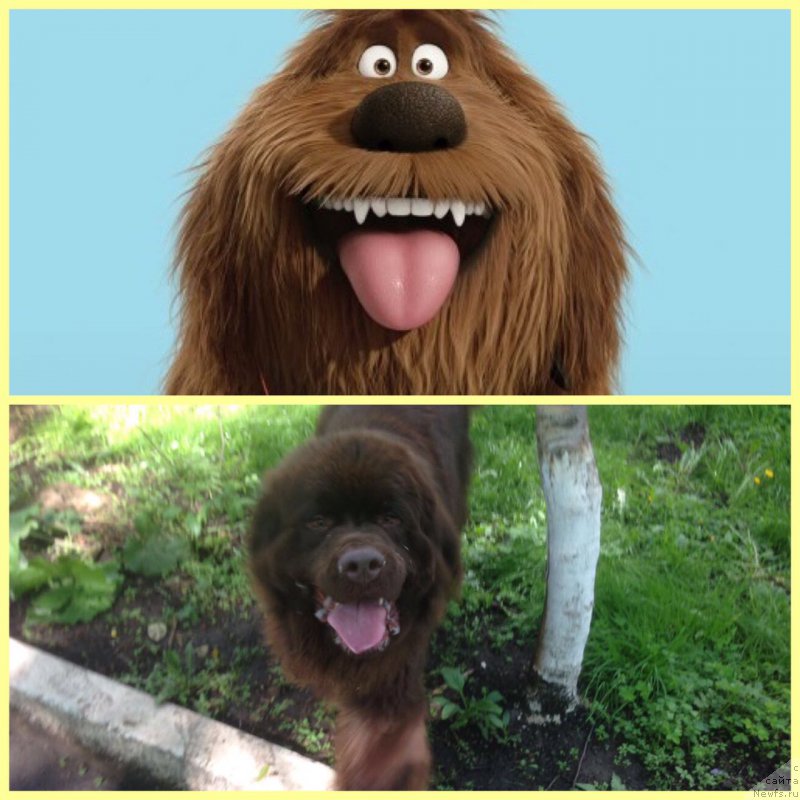 Фото: ньюфаундленд Braunblad MSK Ben-Ami Lon (Браунблад МСК Бен-Ами Лон)