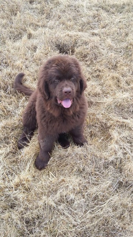 Фото: ньюфаундленд Brownblood MSK Leya Aiman (Браунблад МСК Лея Айман)