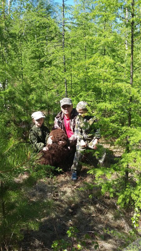 Фото: ньюфаундленд Brownblood MSK Leya Aiman (Браунблад МСК Лея Айман)