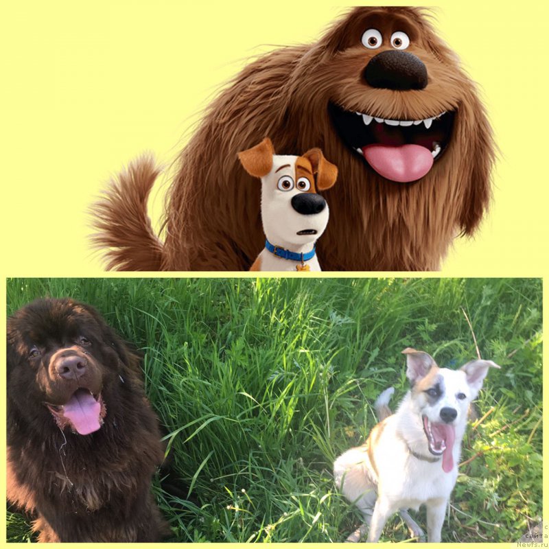 Фото: ньюфаундленд Braunblad MSK Ben-Ami Lon (Браунблад МСК Бен-Ами Лон)