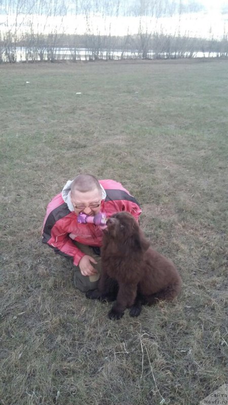 Фото: ньюфаундленд Brownblood MSK Leya Aiman (Браунблад МСК Лея Айман)