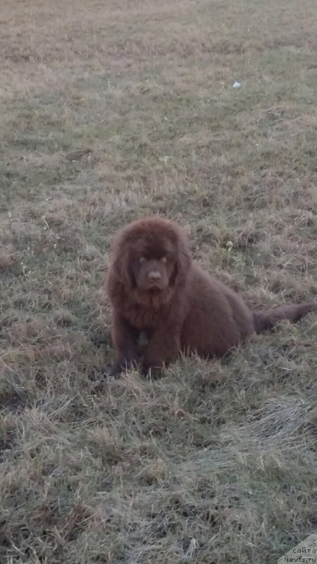 Фото: ньюфаундленд Brownblood MSK Leya Aiman (Браунблад МСК Лея Айман)