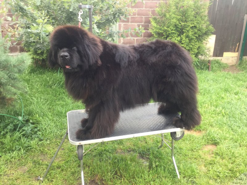 Фото: ньюфаундленд Black Clouds Keep My Soul