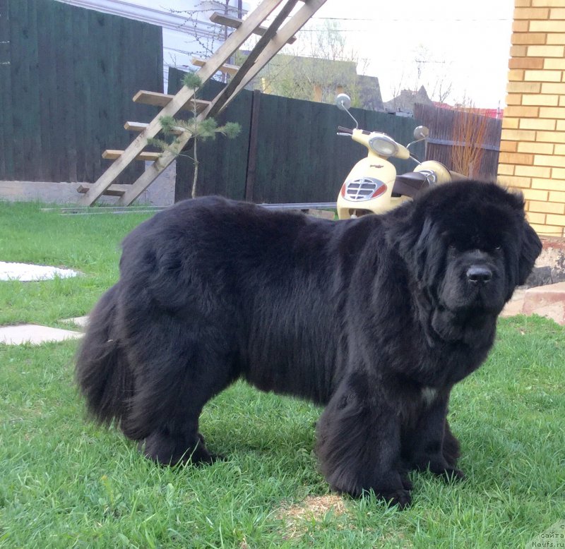 Фото: ньюфаундленд Black Clouds Keep My Soul