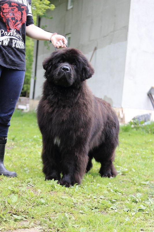 Фото: ньюфаундленд Callistos Black Tulip