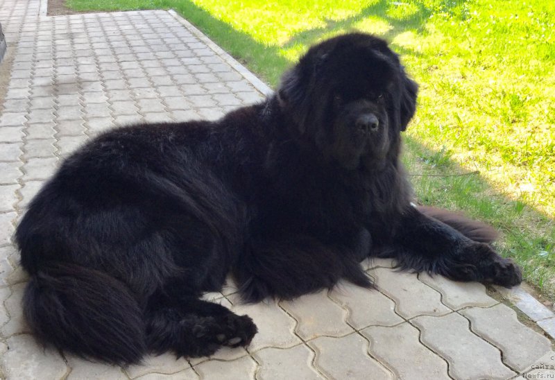 Фото: ньюфаундленд Black Clouds Keep My Soul