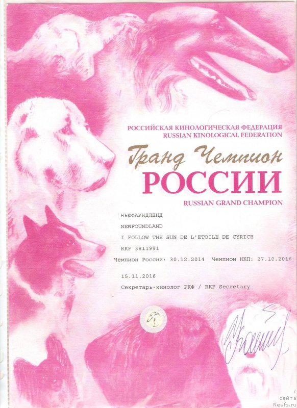 Фото: ньюфаундленд I Follow The Sun de L'Etoile de Cyrice