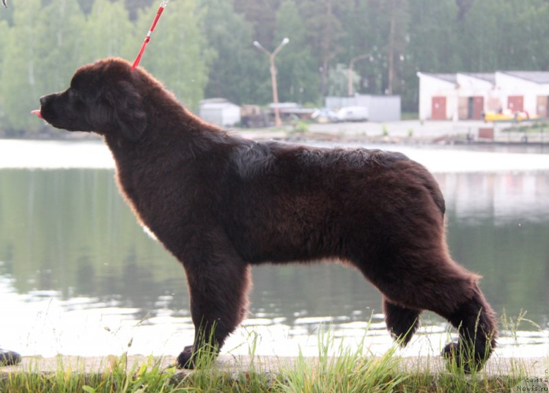 Фото: ньюфаундленд Akvian Song Tess (Аквиан Сонг Тесс)