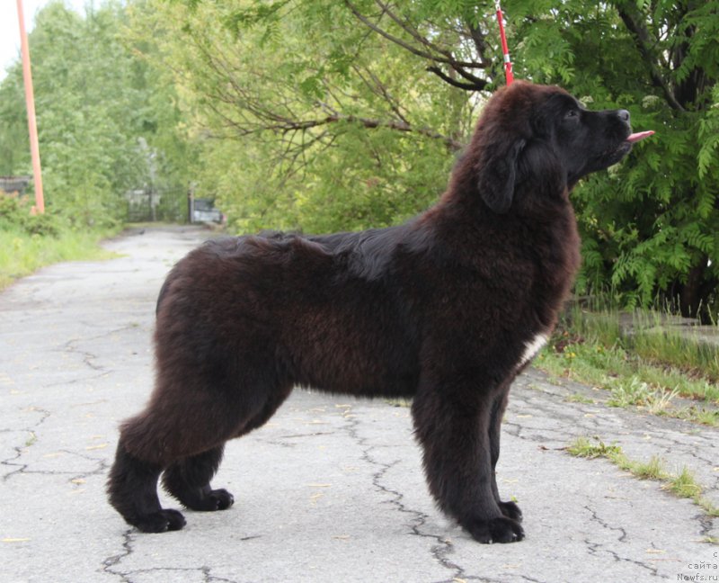 Фото: ньюфаундленд Akvian Song Tess (Аквиан Сонг Тесс)