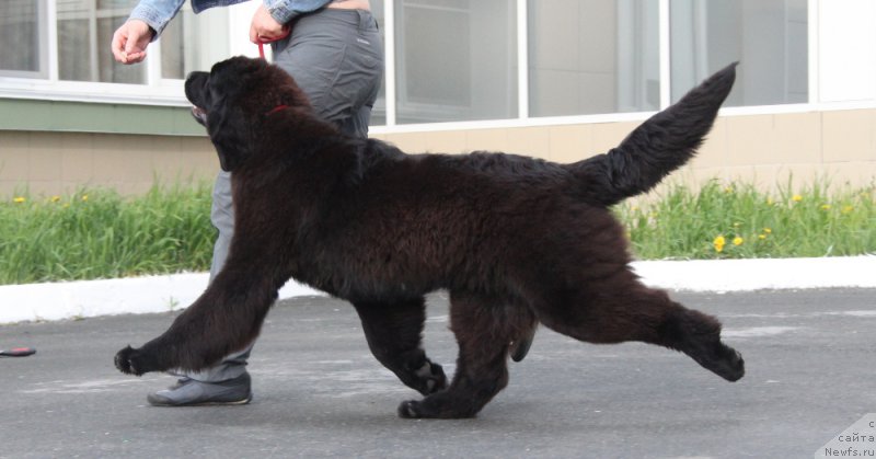 Фото: ньюфаундленд Akvian Song Tess (Аквиан Сонг Тесс)