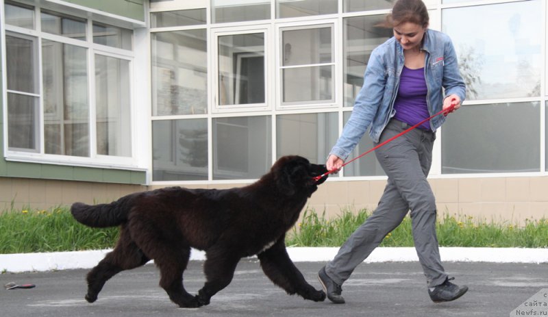 Фото: ньюфаундленд Akvian Song Tess (Аквиан Сонг Тесс)