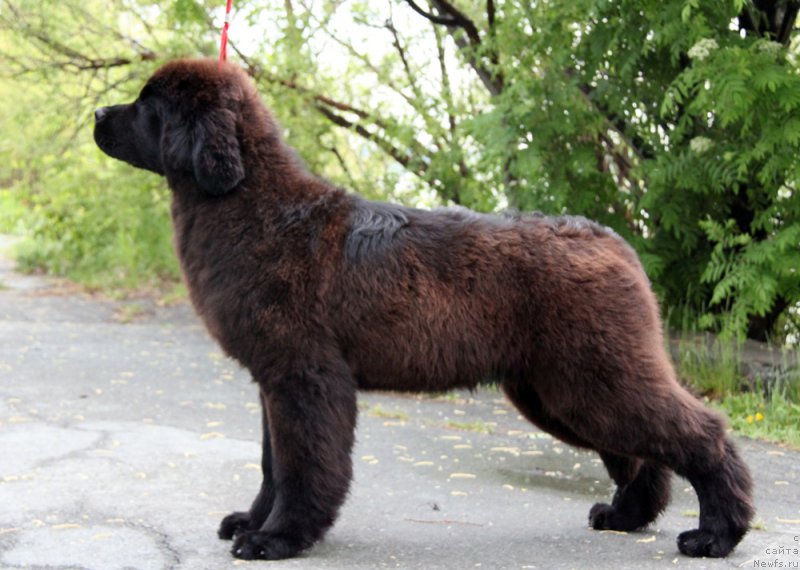 Фото: ньюфаундленд Akvian Song Tornado (Аквиан Сонг Торнадо)