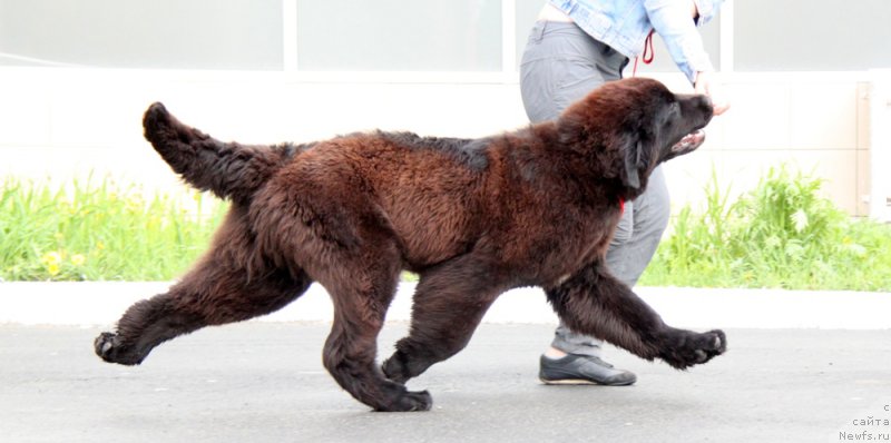 Фото: ньюфаундленд Akvian Song Tornado (Аквиан Сонг Торнадо)