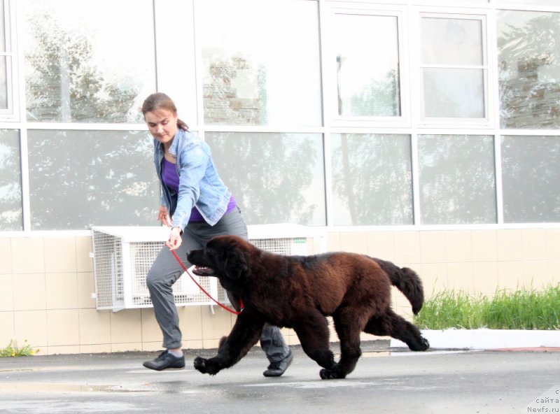 Фото: ньюфаундленд Akvian Song Tornado (Аквиан Сонг Торнадо)
