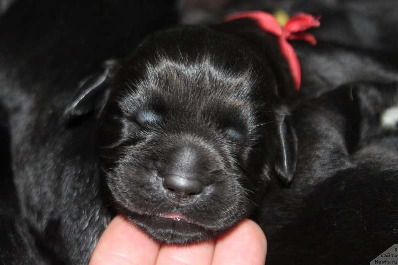 Фото: ньюфаундленд Grand Byebi Ariadna (Гранд Бэби Ариадна)